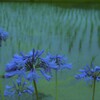 路傍の花　①。。。！