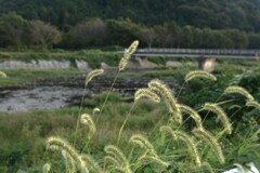 秋日和 ➂。。。! 秋日和 ➂。。。!