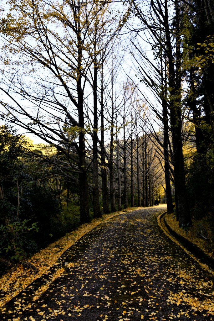 冬がはじまるよ。。。！