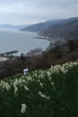 海を見下ろす水仙の丘　①。。。！