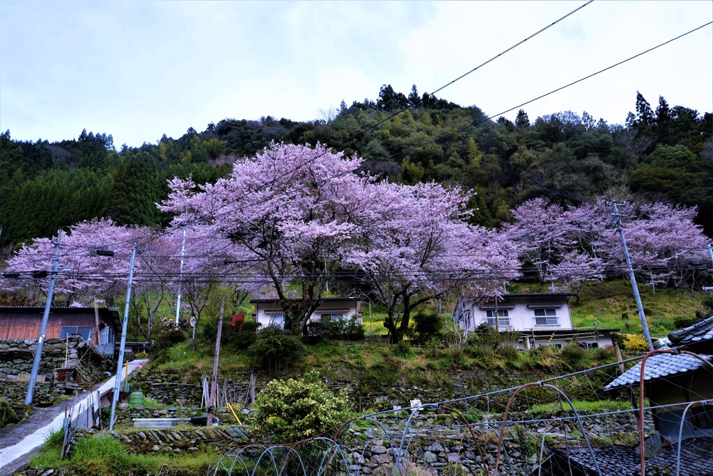 山村に春が来た。。。！