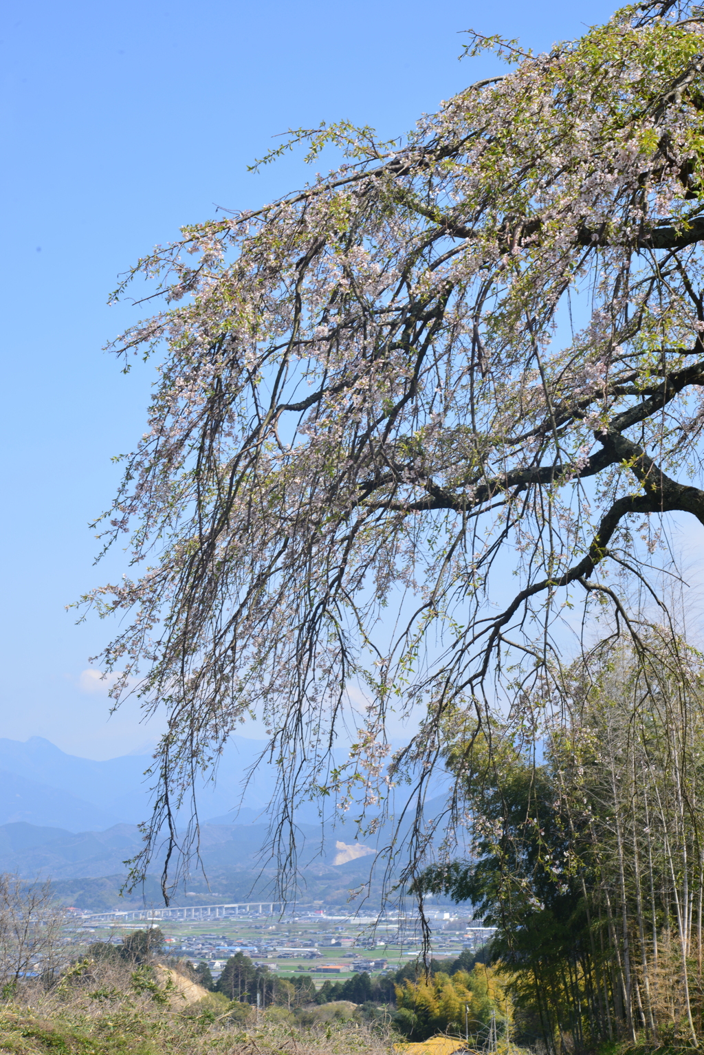 老木は語る　②。。。！