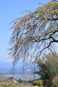 老木は語る　②。。。！