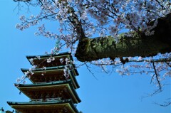 桜の西日光耕三寺。。。！