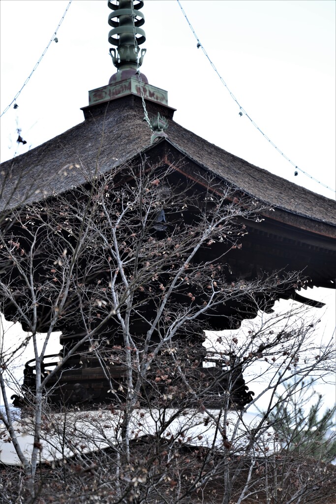 冬枯れて。。。！