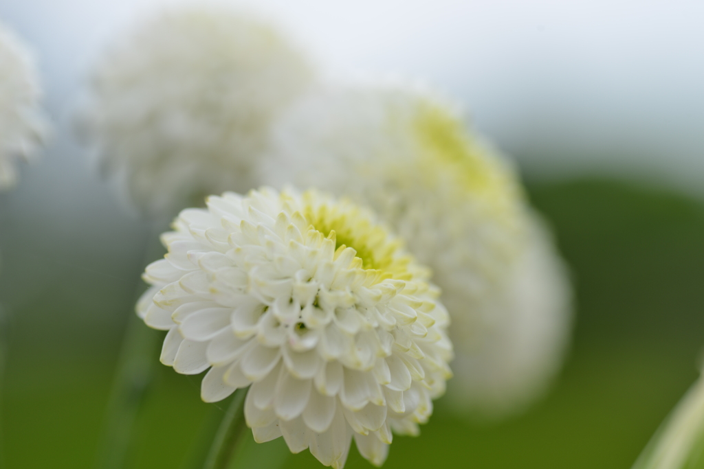 愛しの花束を　④。。。！