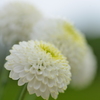 愛しの花束を　④。。。！