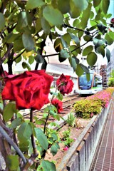 路面電車と赤い薔薇。。。！