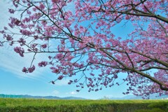 青空と陽光桜　①。。。！