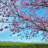青空と陽光桜　①。。。！