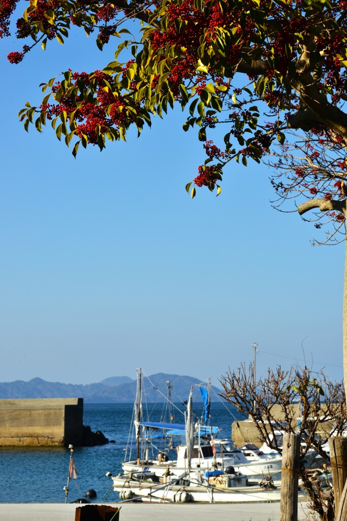 春待ち漁港の風景　➂。。。！