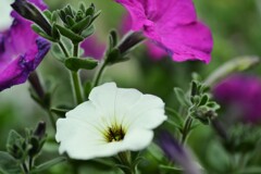 小さな公園　⑦。。。！