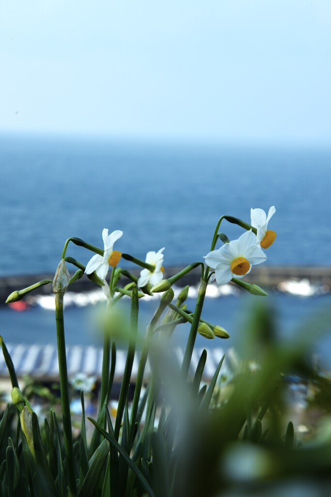 清らかな白水仙　④。。。！