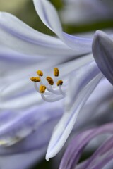 ラッパ吹きの恋　②。。。！