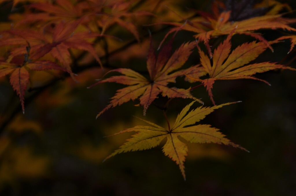 ああ秋本番。。。！