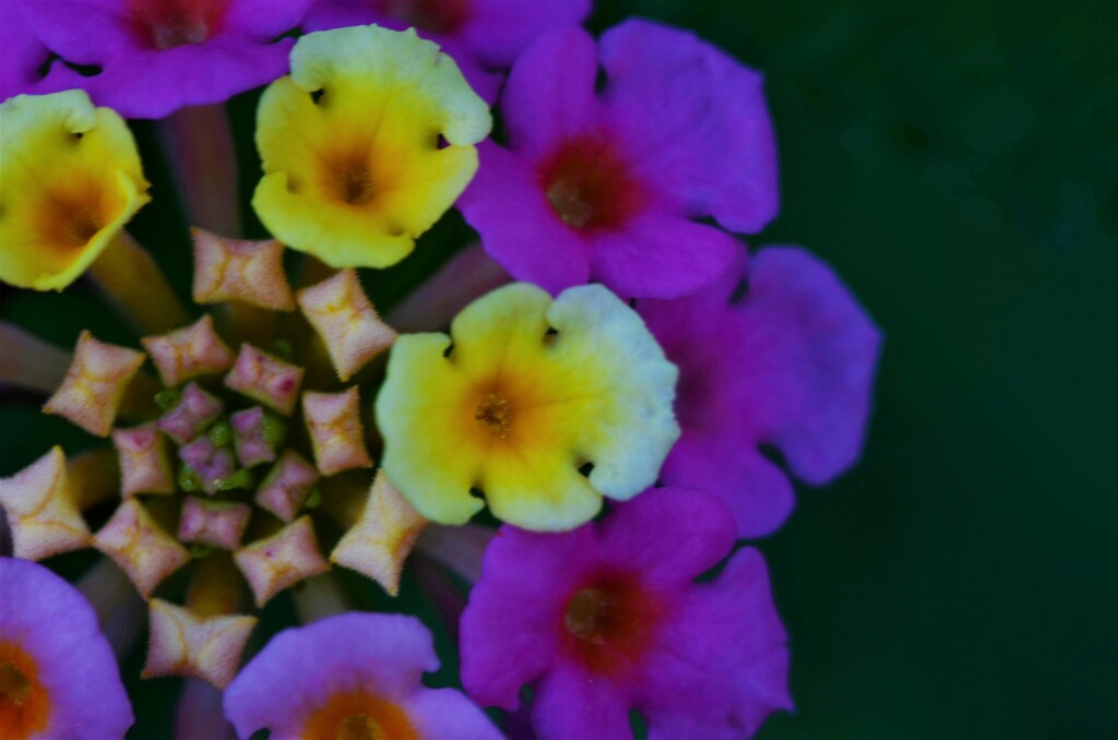 キャンディーの玉手箱。。。！