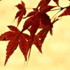深紅の愛しい君へ。。。！