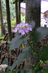 紫陽花の咲く村　➂。。。！