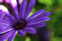 紫小花　④。。。！