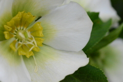 母子花　④。。。！