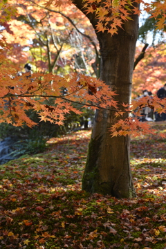 季節が落下する　②。。。！