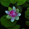 水辺の華　①。。。！