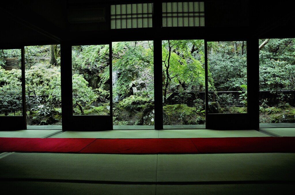 赤い毛氈　。。。！