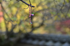 秋を結ぶ　。。。！