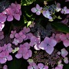日陰に寄り添い。。。！