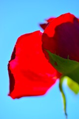 むせかえる夏の匂い　➂。。。！