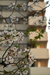 さくら宅急便　④。。。！