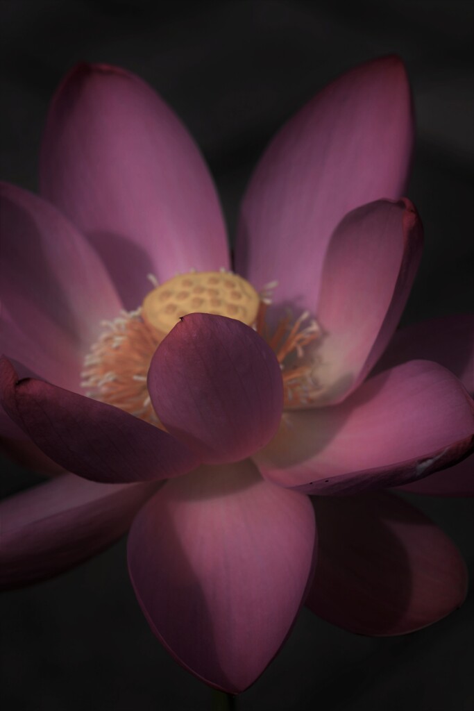 千年の妖艶。。。！