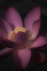 千年の妖艶。。。！