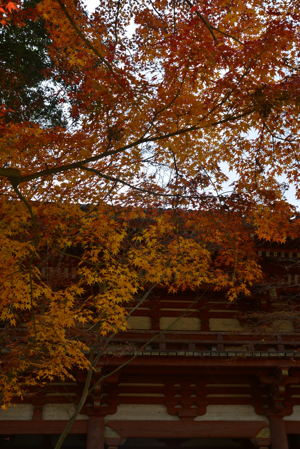 残秋の寺　⑥。。。！