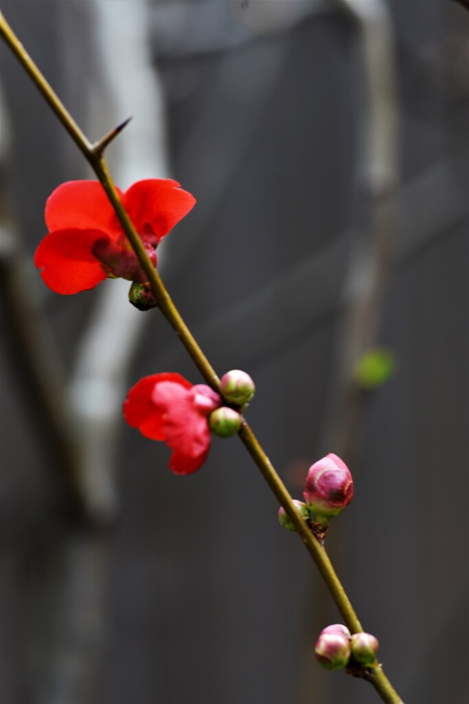 華やかなる一枝。。。！