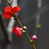華やかなる一枝。。。！