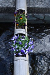 大洲の早春賦　➁。。。！