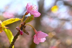 野間の河津桜　②。。。！