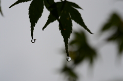 五月雨．．雫。。。！