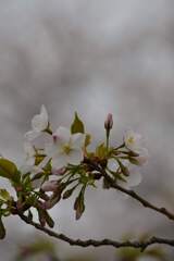 さくらの詩　④。。。！