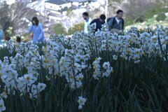 カメラ女子と水仙の丘　④。。。！