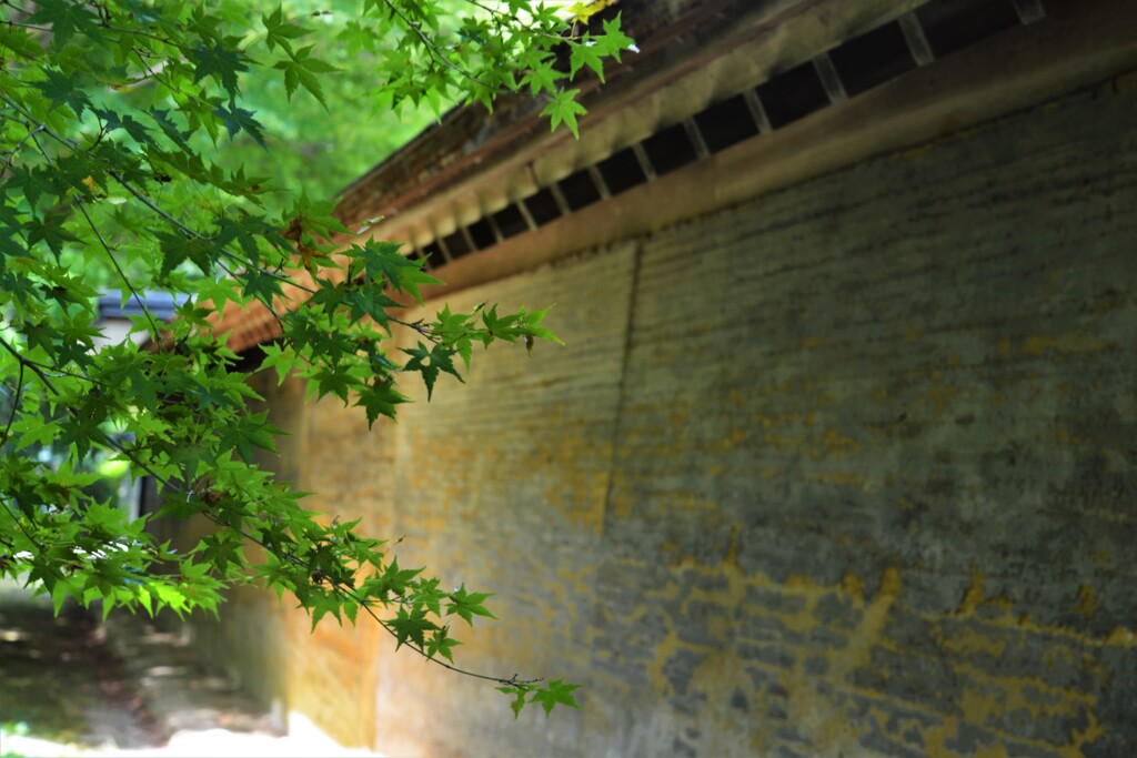 土塀と青紅葉。。。！