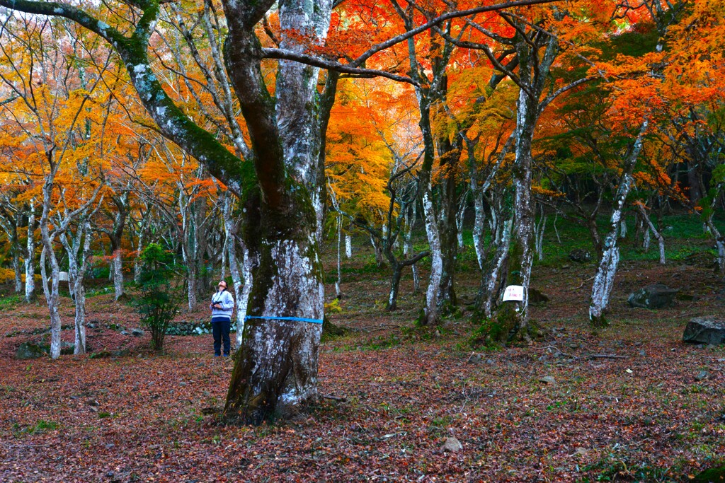 秋彩の森のアリス　①。。。！