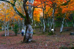 秋彩の森のアリス　①。。。！