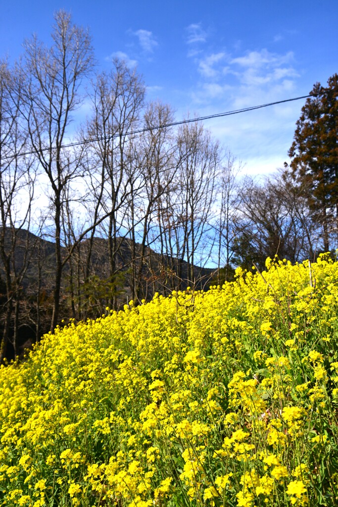 ハルウララ　④。。。！