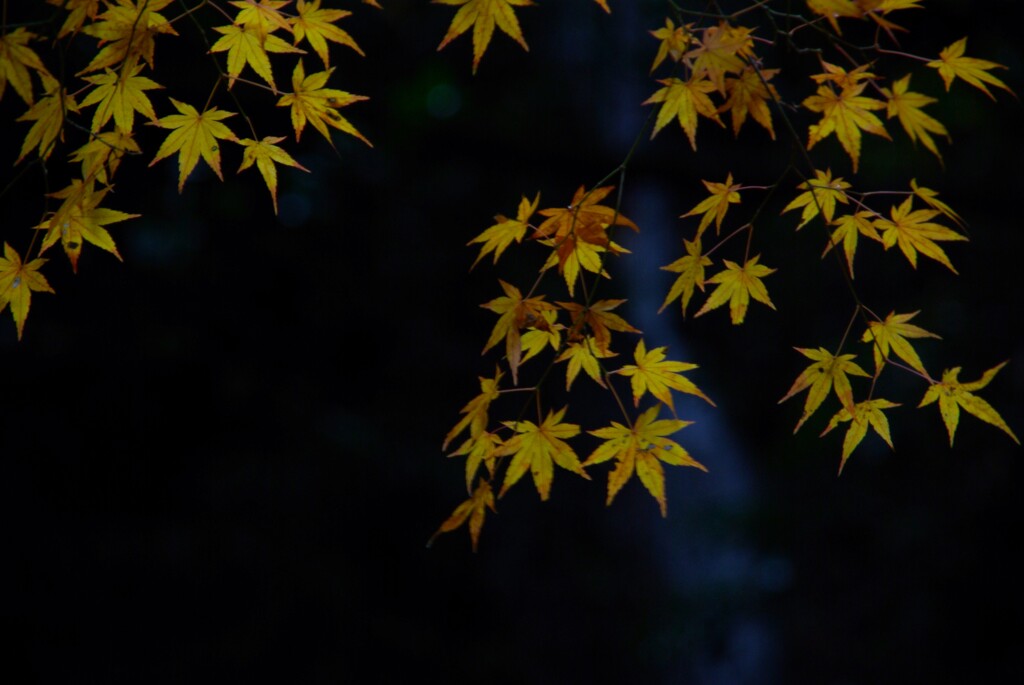 秋の忘れ物　⑤。。。！