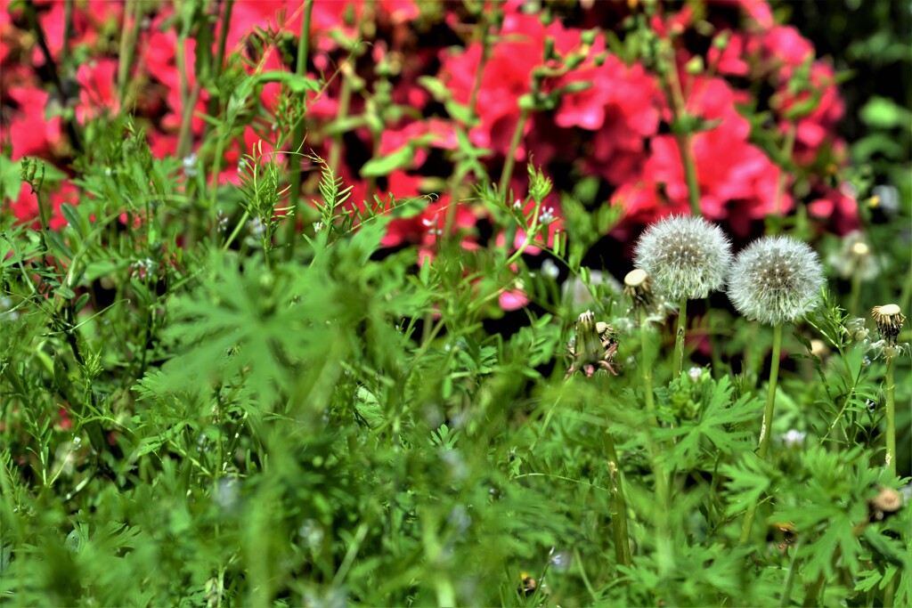 道端に逞しく　①。。。！