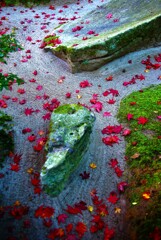 儚さがこみあげる　②。。。！