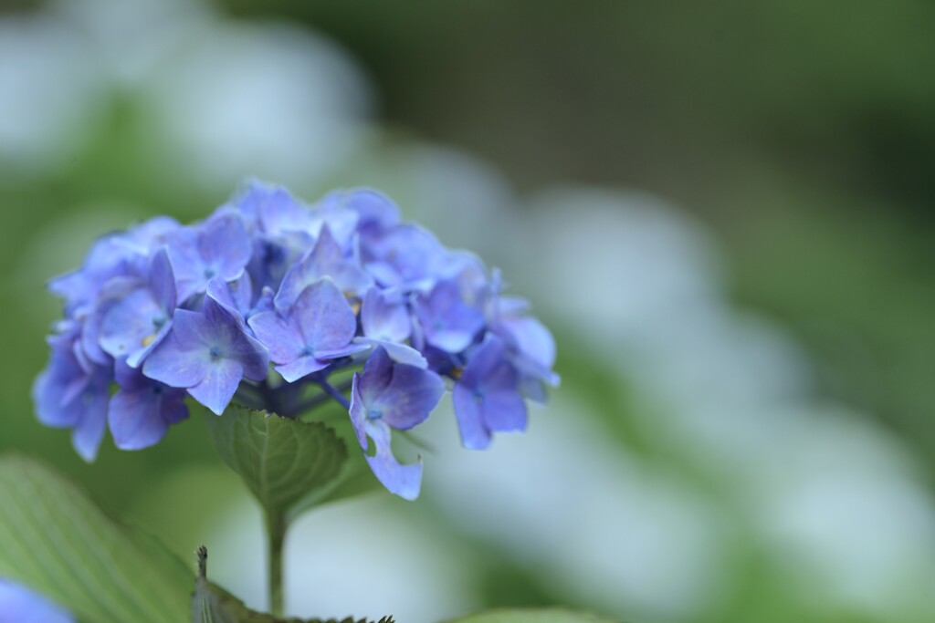 紫陽花の咲く村　⑤。。。！