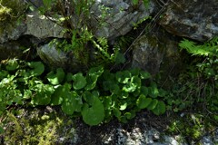 新緑を旅する　②。。。！